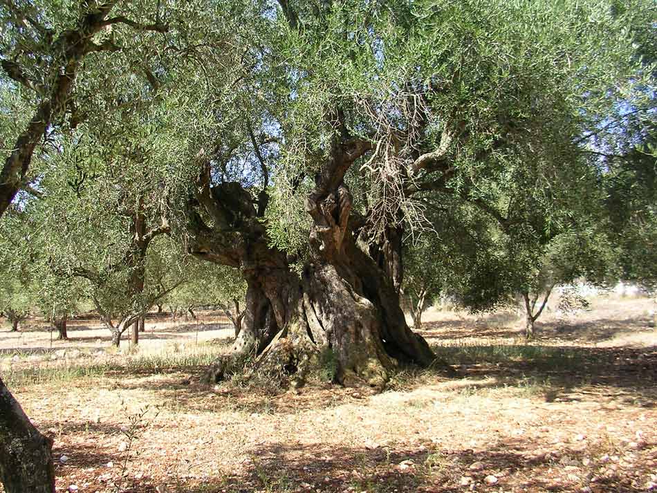 Bimillenary-olive-tree-Keri-950-713-pix