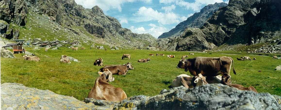 Alps-high-pastures-Horizon-large