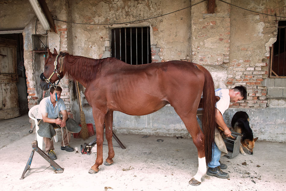 Horse-shoeing-950-pix
